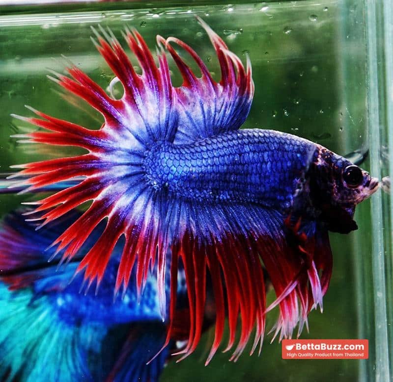 Betta fish CT Thailand Flag Triple Rays - Image 4