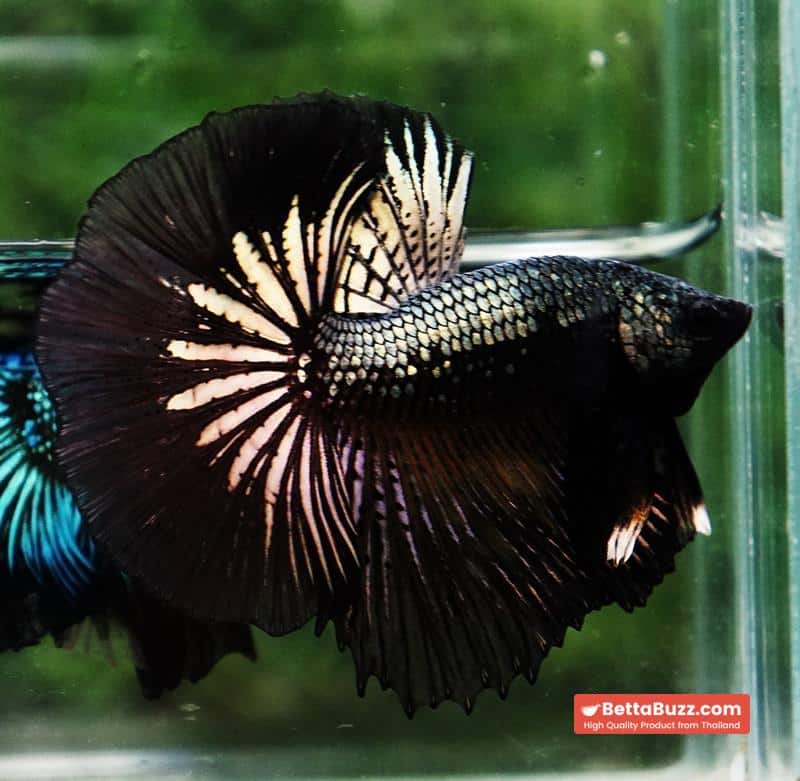 Betta fish Black Copper Warrior (OHM) - Image 6