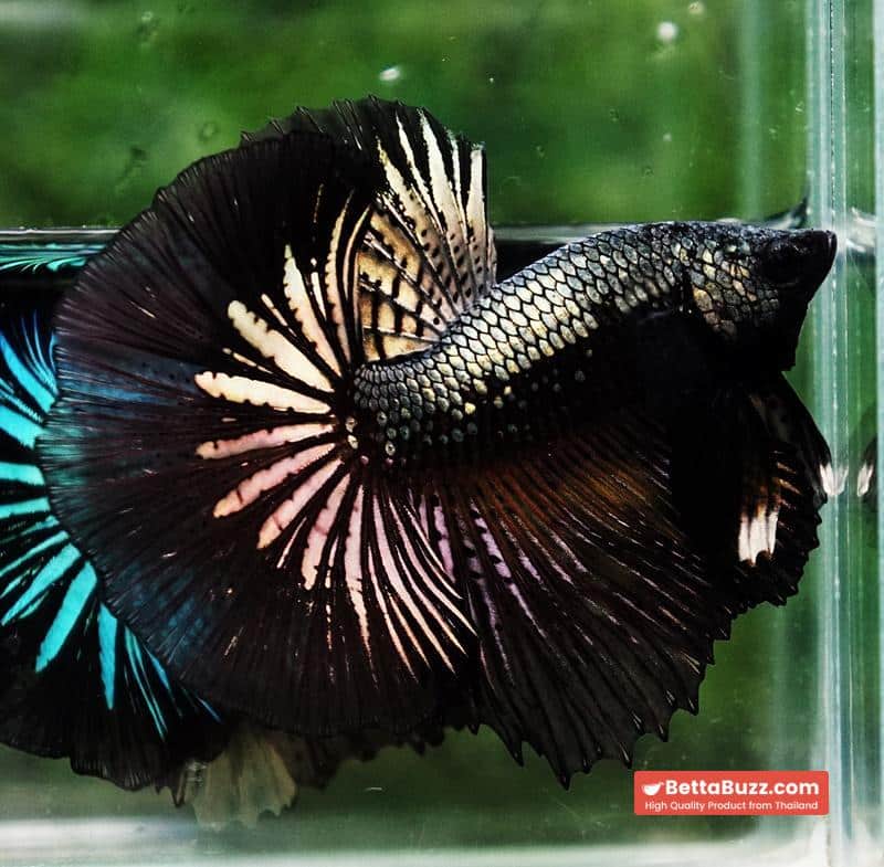 Betta fish Black Copper Warrior (OHM) - Image 7