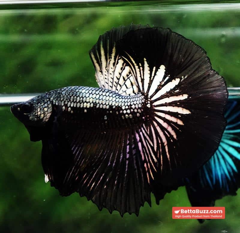 Betta fish Black Copper Warrior (OHM) - Image 5
