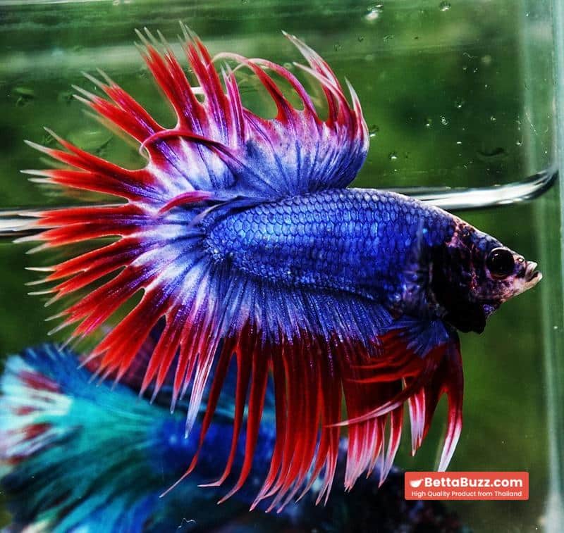 Betta fish CT Thailand Flag Triple Rays - Image 6