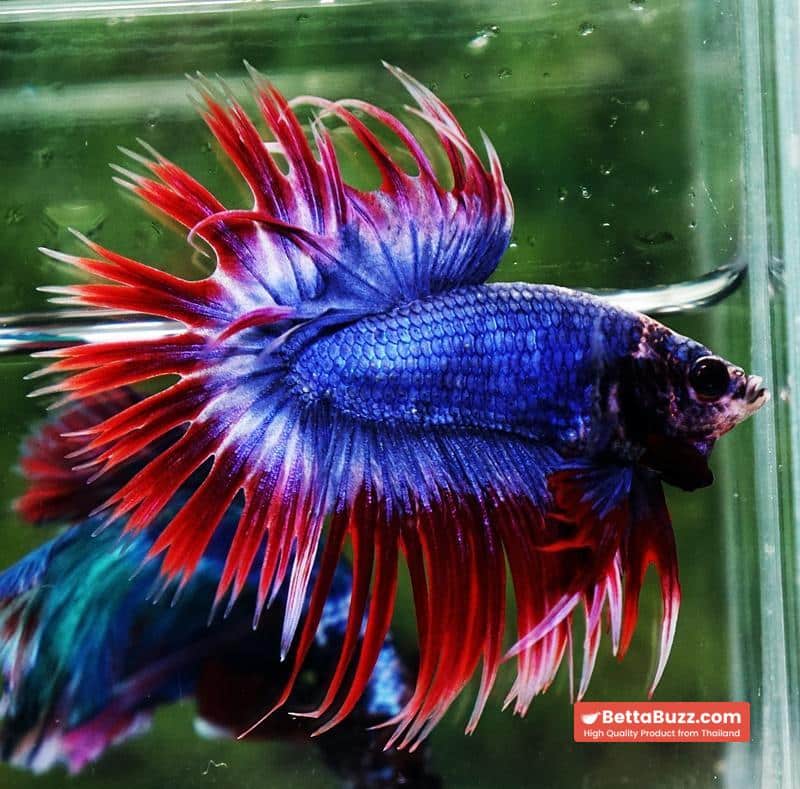 Betta fish CT Thailand Flag Triple Rays - Image 2