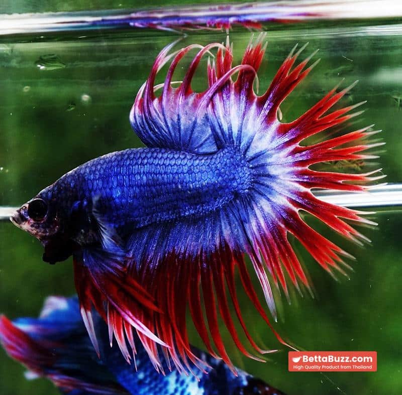 Betta fish CT Thailand Flag Triple Rays - Image 3