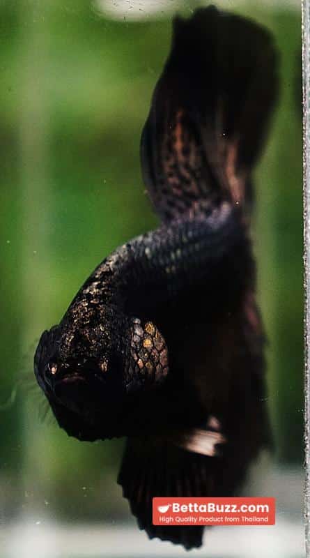Betta fish Black Copper Warrior (OHM) - Image 8