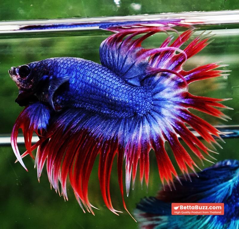 Betta fish CT Thailand Flag Triple Rays - Image 5