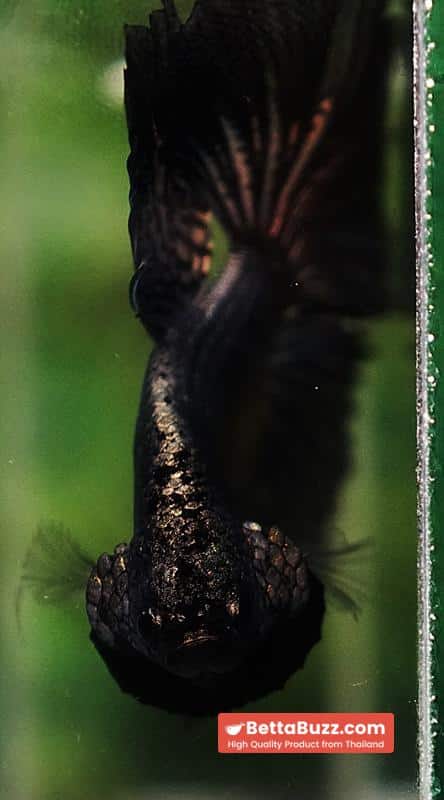 Betta fish Black Copper Warrior (OHM) - Image 9