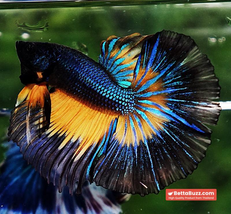 Betta fish HM Blue Black Butterfly Mustard Gas - Image 2