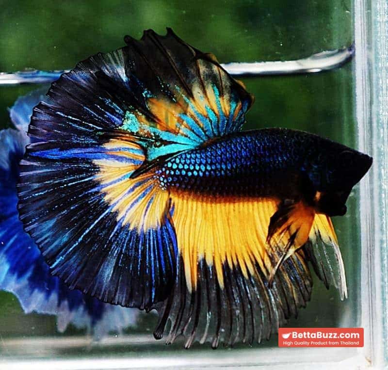 Betta fish HM Blue Black Butterfly Mustard Gas - Image 3