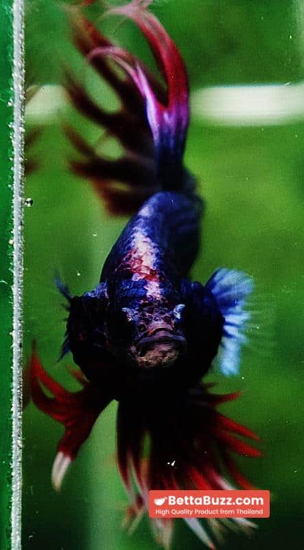 Betta fish CT Thailand Flag Triple Rays - Image 7