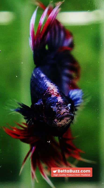 Betta fish CT Thailand Flag Triple Rays - Image 8