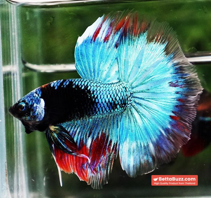 Betta fish HM Full Helmet Devil Avatar Warrior - Image 5