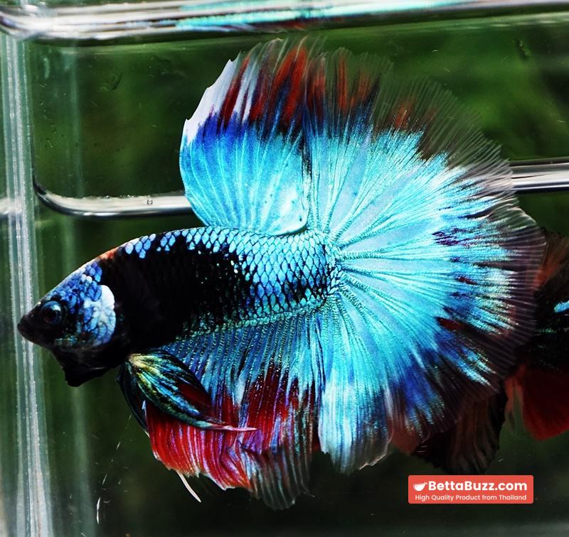 Betta fish HM Full Helmet Devil Avatar Warrior - Image 3