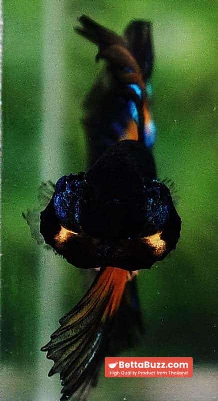 Betta fish HM Blue Black Butterfly Mustard Gas - Image 4