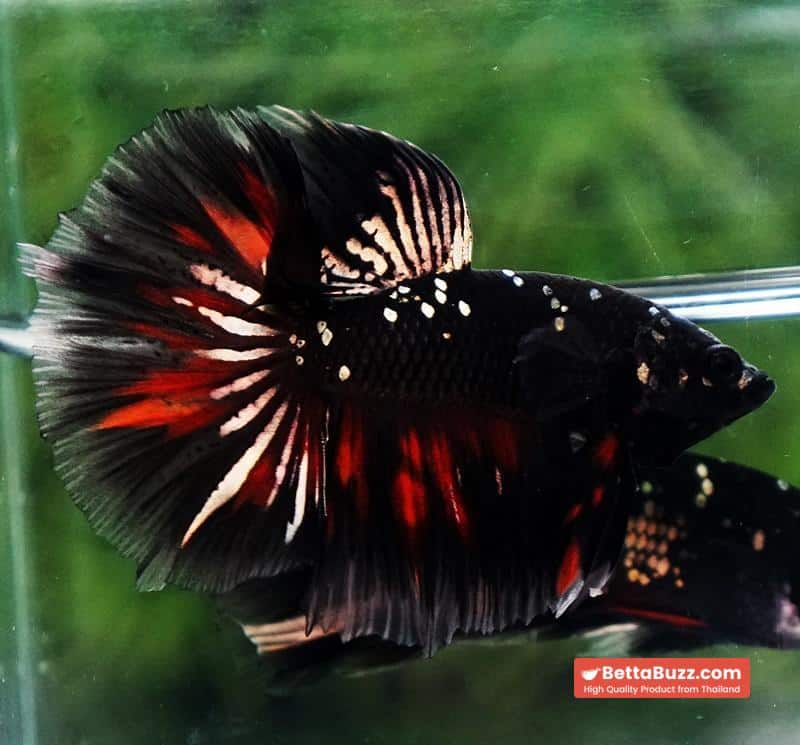 Premium Betta fish OHM Vampire Gold Star - Image 5