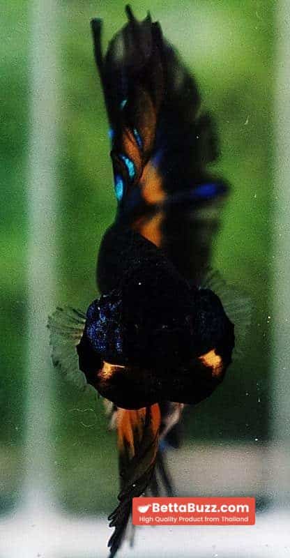 Betta fish HM Blue Black Butterfly Mustard Gas - Image 5