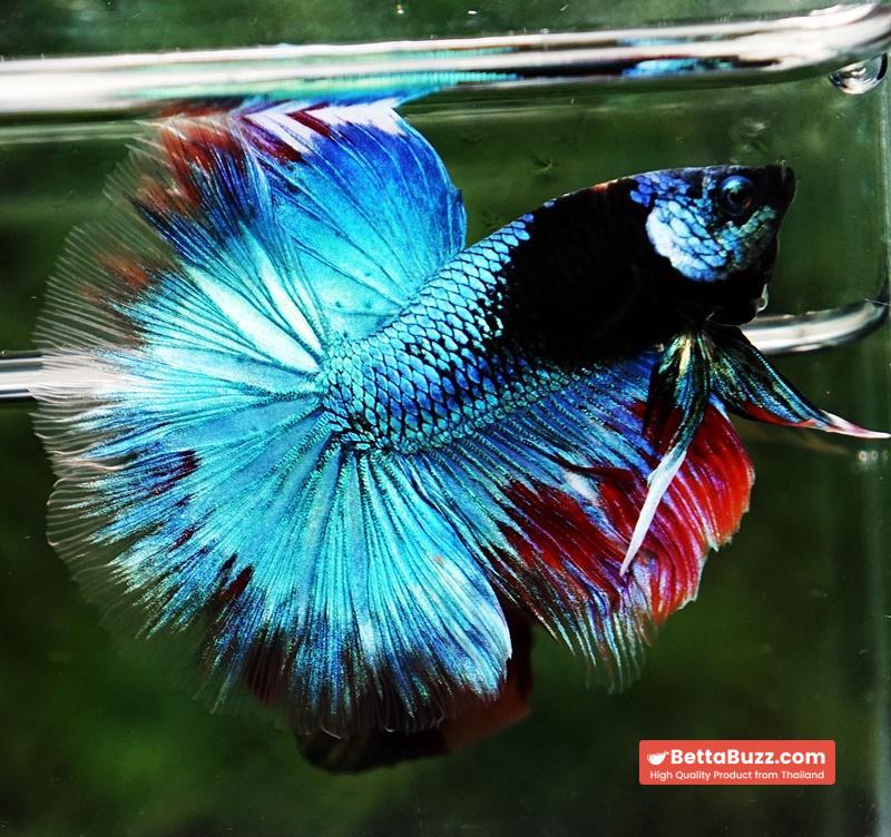 Betta fish HM Full Helmet Devil Avatar Warrior - Image 2