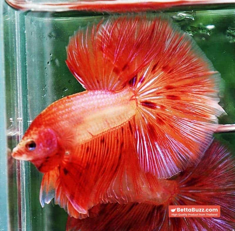 Betta fish OHM Armageddon Meteor Strom - Image 4
