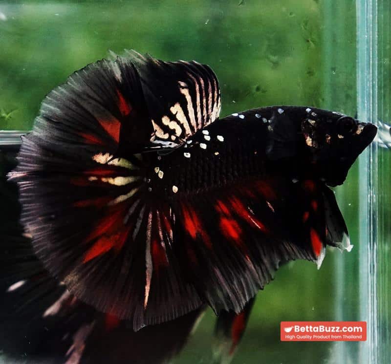 Premium Betta fish OHM Vampire Gold Star - Image 3