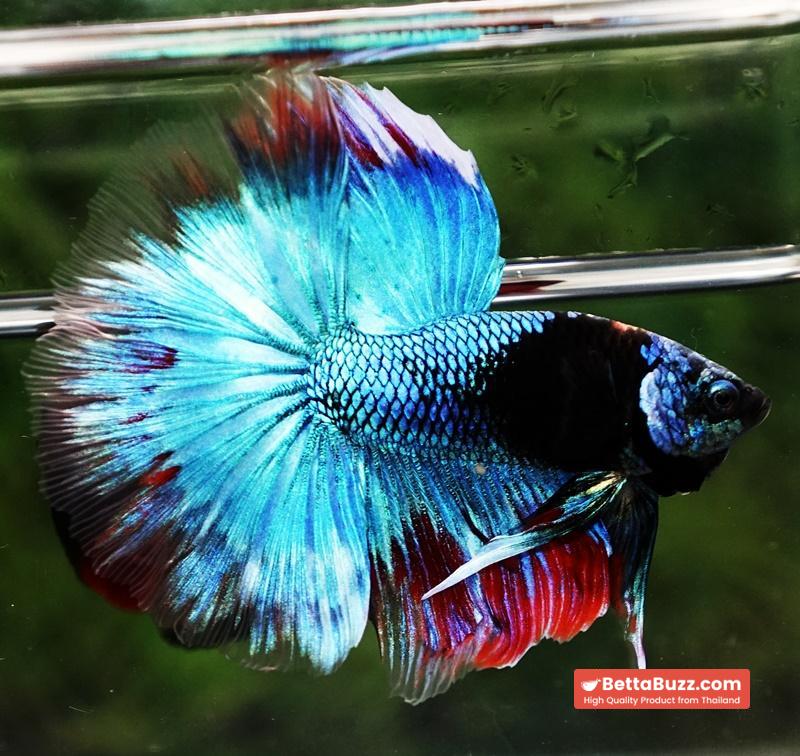 Betta fish HM Full Helmet Devil Avatar Warrior - Image 6