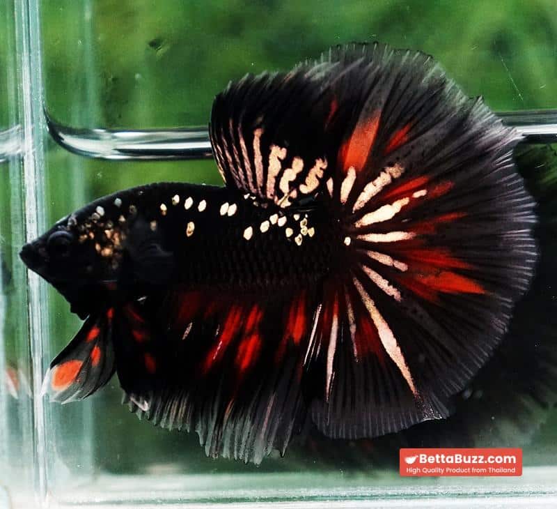 Premium Betta fish OHM Vampire Gold Star - Image 2