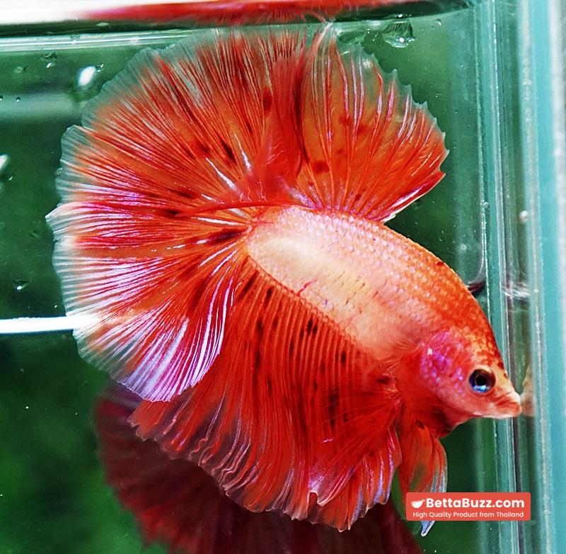 Betta fish OHM Armageddon Meteor Strom - Image 3