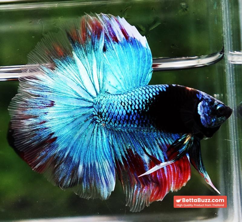 Betta fish HM Full Helmet Devil Avatar Warrior - Image 4
