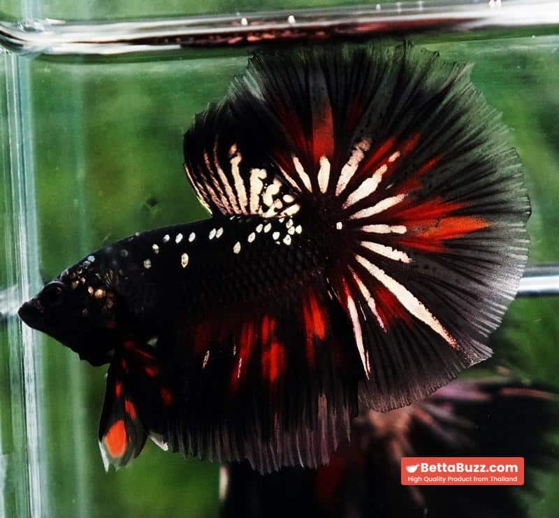 Premium Betta fish OHM Vampire Gold Star - Image 4