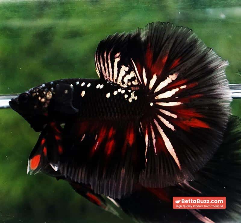 Premium Betta fish OHM Vampire Gold Star - Image 6