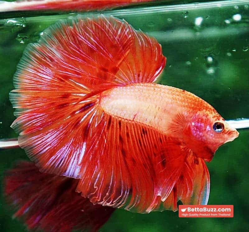 Betta fish OHM Armageddon Meteor Strom - Image 5