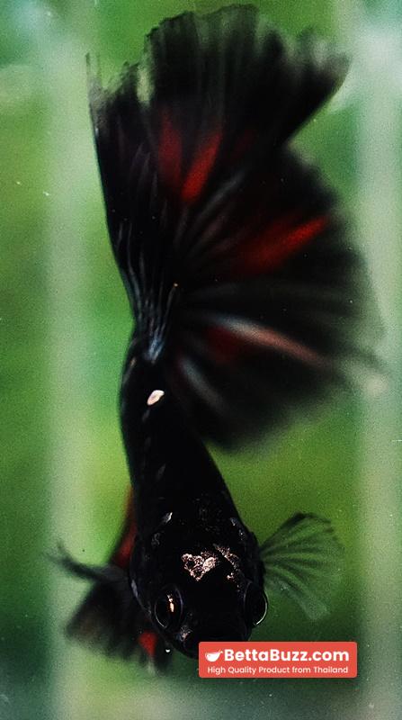 Premium Betta fish OHM Vampire Gold Star - Image 7