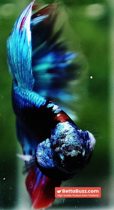Betta fish HM Full Helmet Devil Avatar Warrior - Image 7
