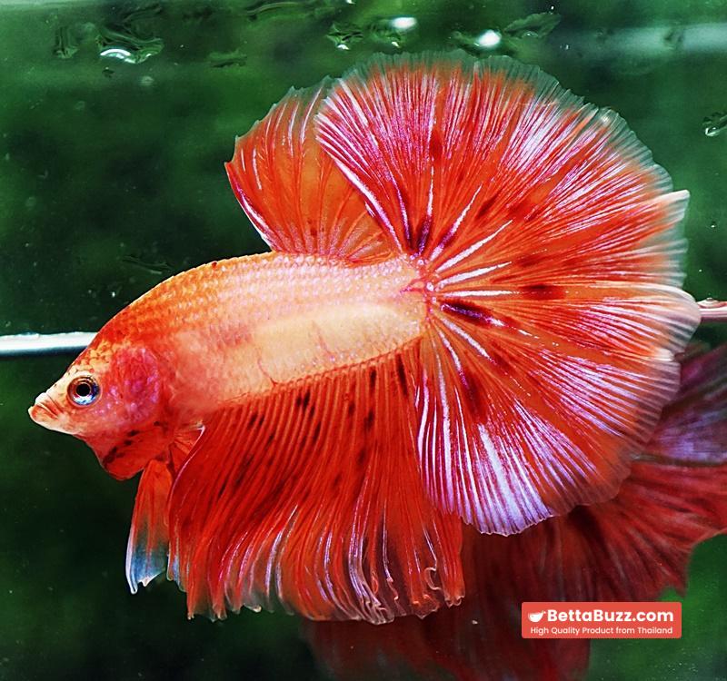 Betta fish OHM Armageddon Meteor Strom - Image 6