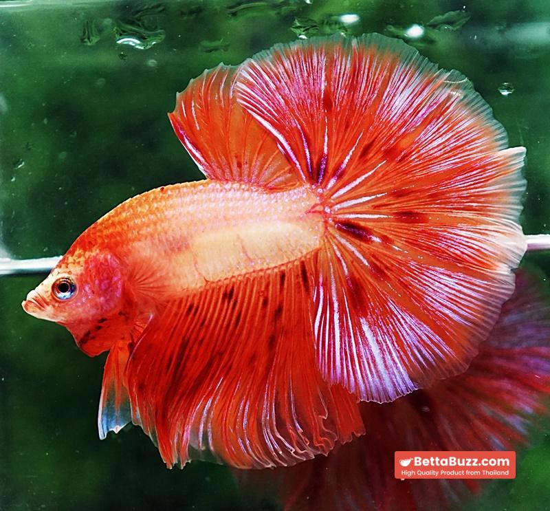 Betta fish OHM Armageddon Meteor Strom - Image 2