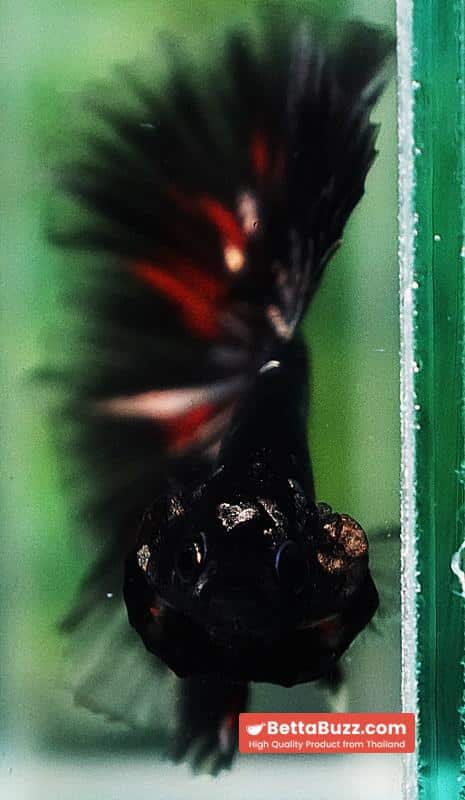 Premium Betta fish OHM Vampire Gold Star - Image 8