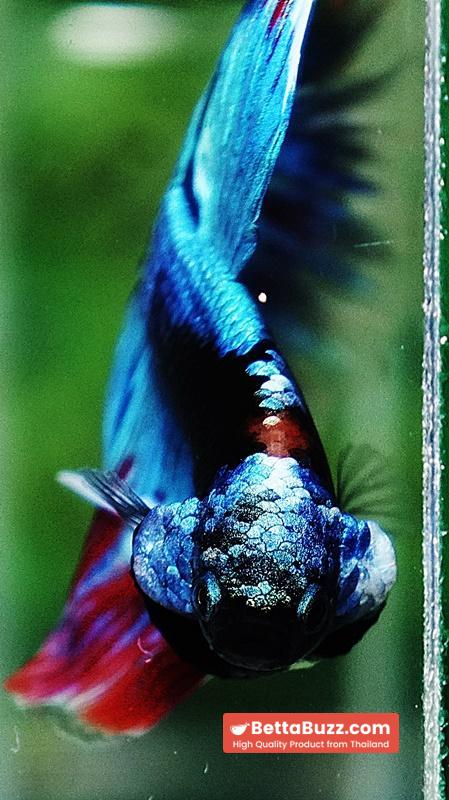 Betta fish HM Full Helmet Devil Avatar Warrior - Image 8