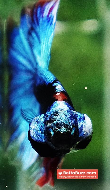 Betta fish HM Full Helmet Devil Avatar Warrior - Image 9