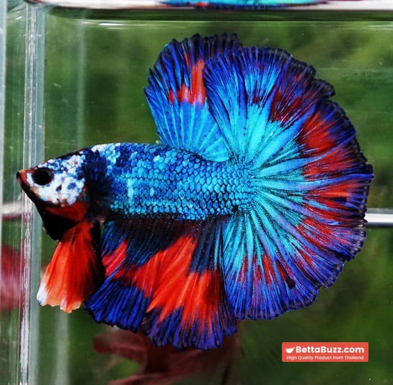 Betta fish Posidon Fancy Hawk (OHM) - Image 4