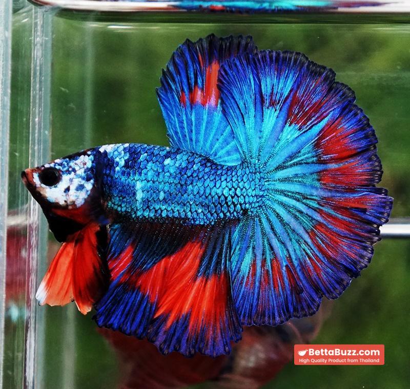 Betta fish Posidon Fancy Hawk (OHM) - Image 7
