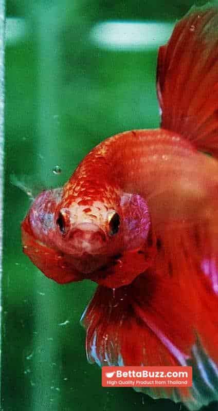 Betta fish OHM Armageddon Meteor Strom - Image 8