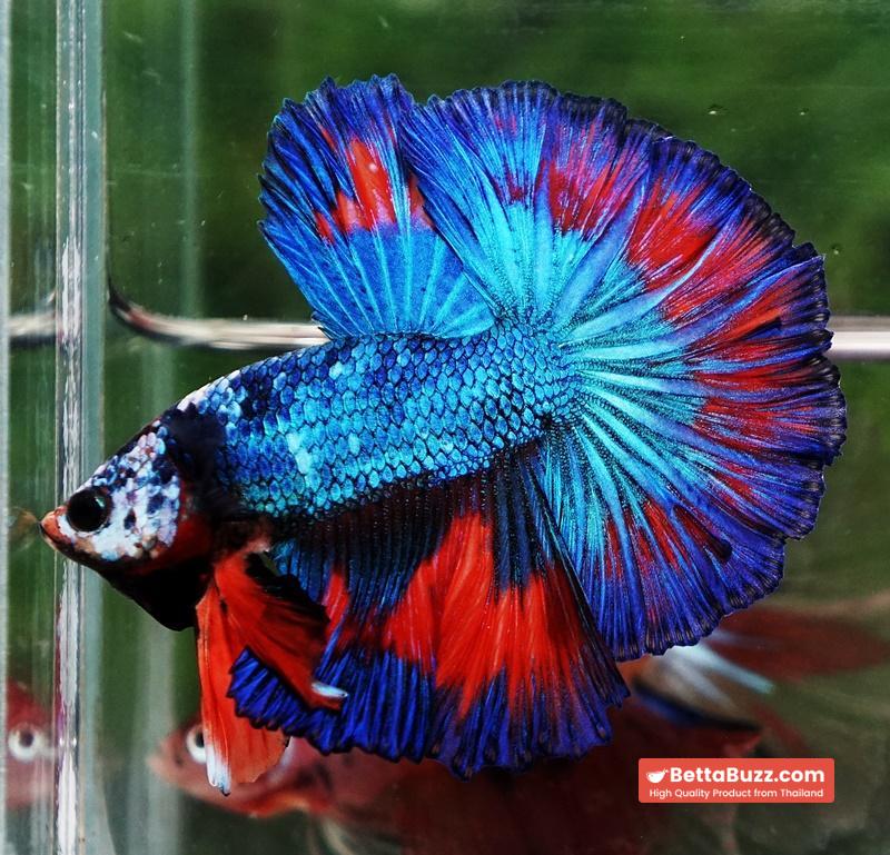 Betta fish Posidon Fancy Hawk (OHM) - Image 6