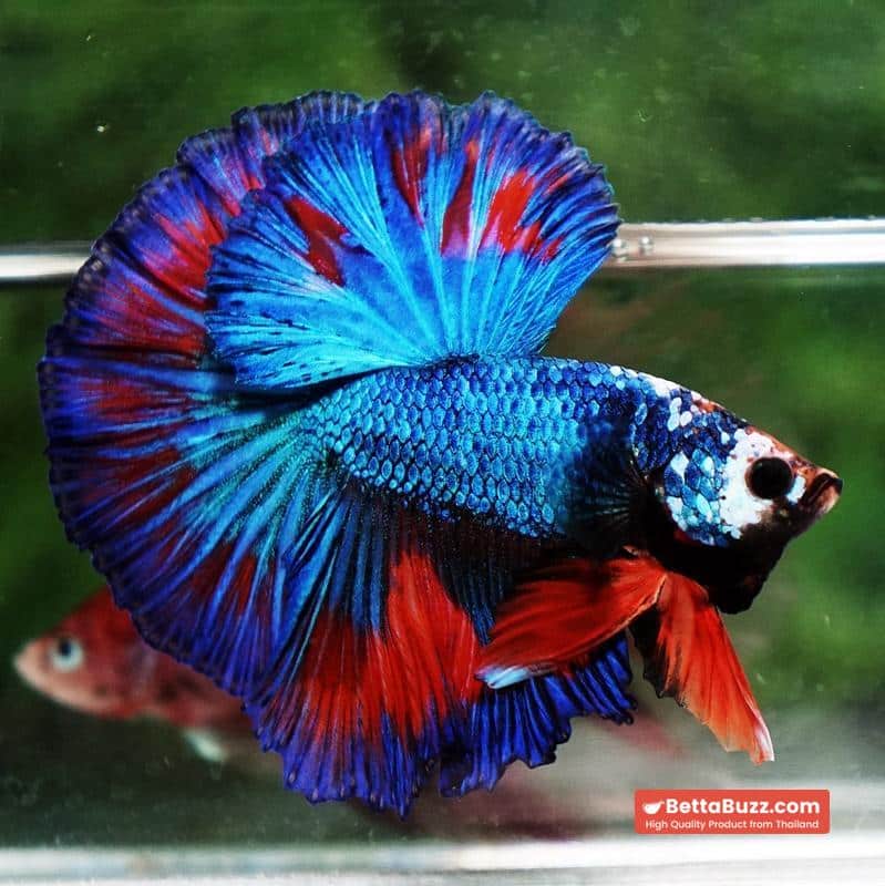 Betta fish Posidon Fancy Hawk (OHM) - Image 3