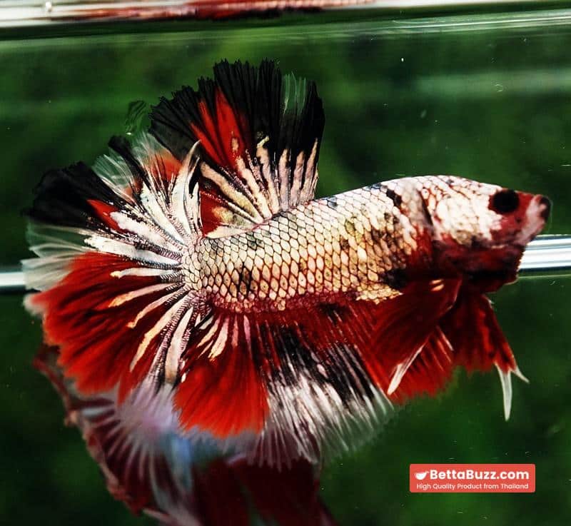 Betta fish OHM Red Devil Hellboy Copper Rosetail - Image 3