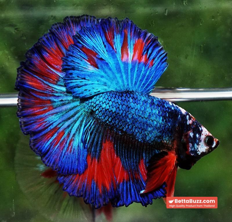 Betta fish Posidon Fancy Hawk (OHM) - Image 5