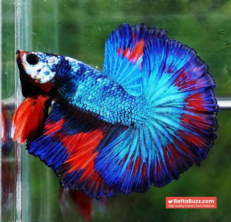 Betta fish Posidon Fancy Hawk (OHM) - Image 2