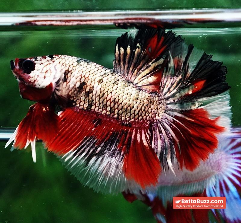 Betta fish OHM Red Devil Hellboy Copper Rosetail - Image 4