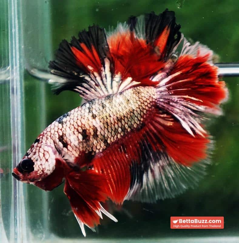 Betta fish OHM Red Devil Hellboy Copper Rosetail - Image 2