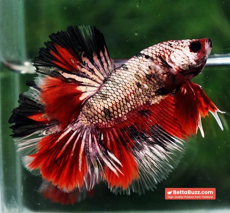 Betta fish OHM Red Devil Hellboy Copper Rosetail - Image 5