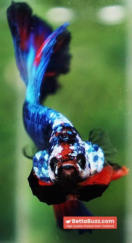 Betta fish Posidon Fancy Hawk (OHM) - Image 8
