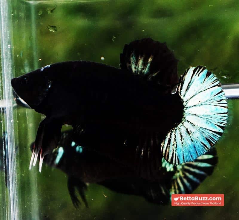 Betta fish HMPK Super Black Hold (Rare) - Image 3