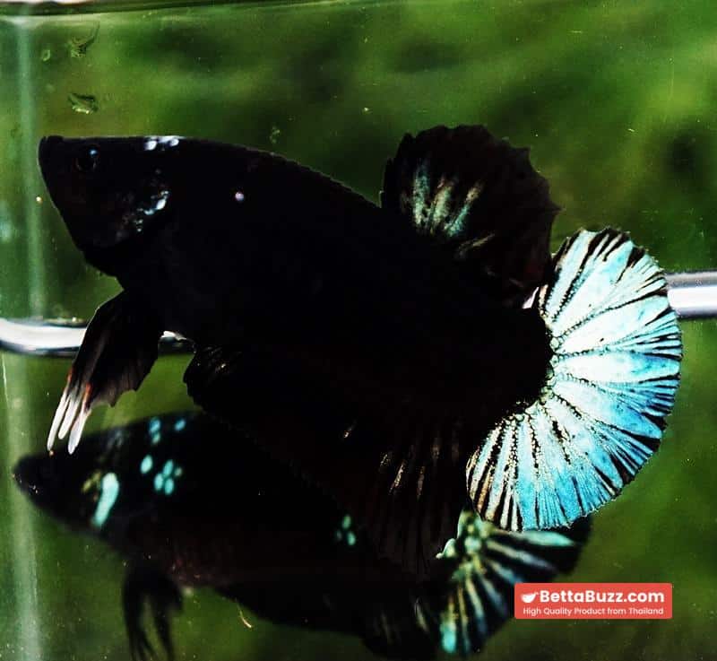 Betta fish HMPK Super Black Hold (Rare) - Image 5
